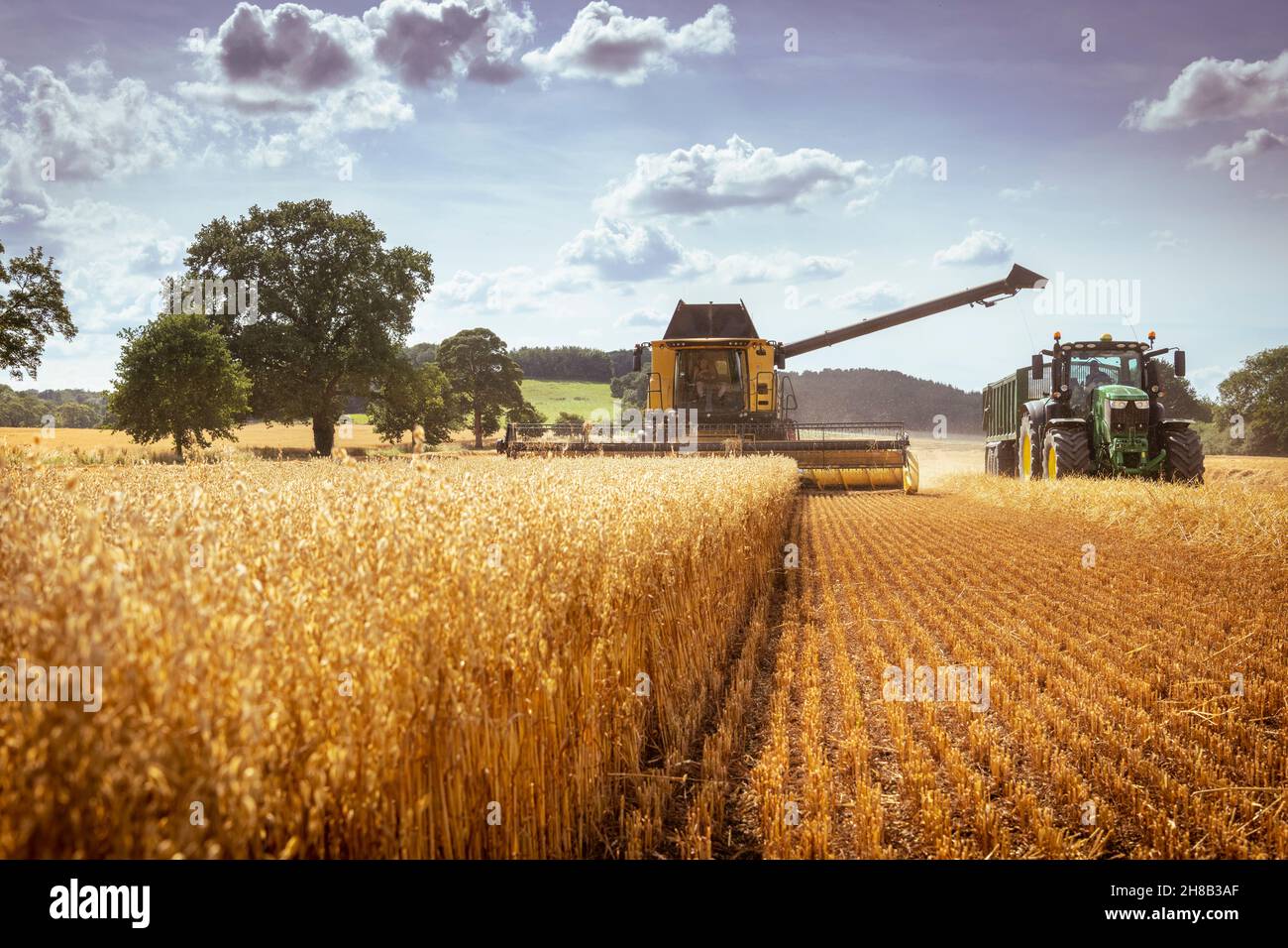 Combine harvester and tractor in oat field Stock Photo