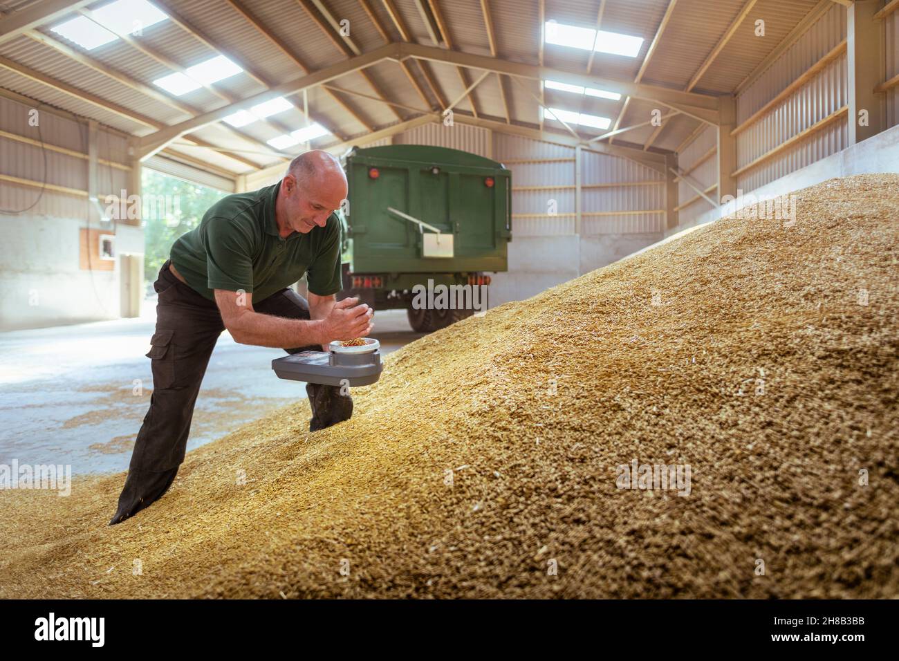 Farmer in barn weighing freshly harvested grain Stock Photo