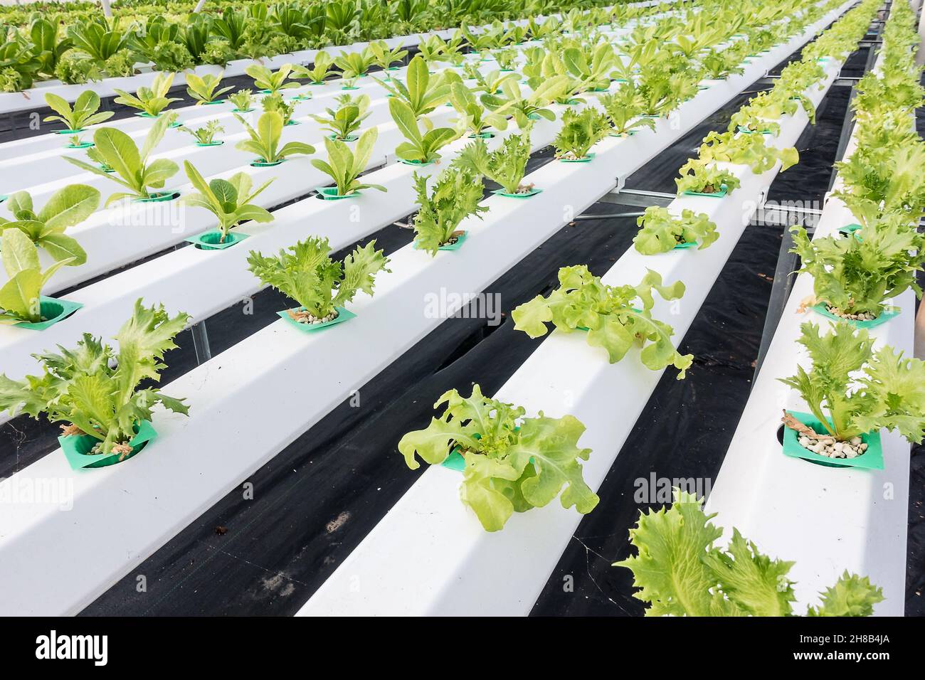 Organic hydroponic vegetable growing in water without soil at farm ...