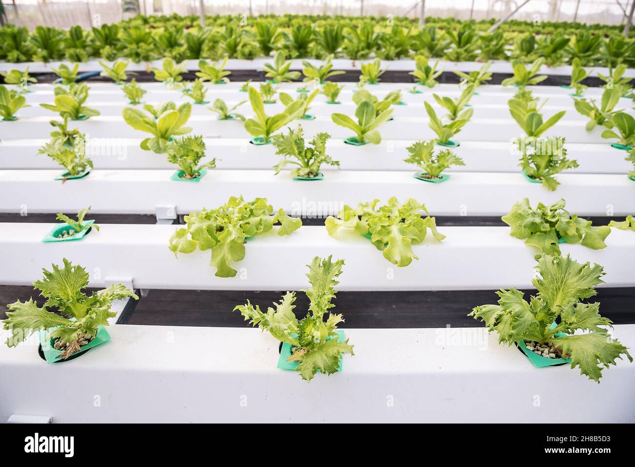Organic hydroponic vegetable growing in water without soil at farm ...