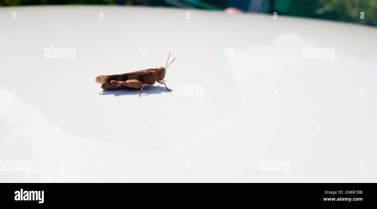 A brown grasshopper sits on a white hood of a car on a bright sunny day. Horizontal photo. Side view. High quality photo Stock Photo