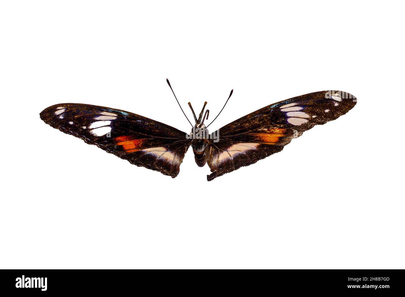 A butterfly in a combination of yellow, brown and white, isolated on a white background, nature and wildlife element Stock Photo