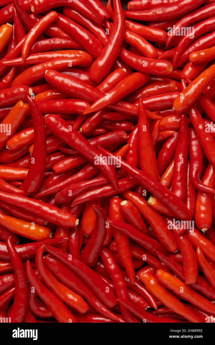 vegetable concept The hundreds of spicy shiny thin long chilis with ...
