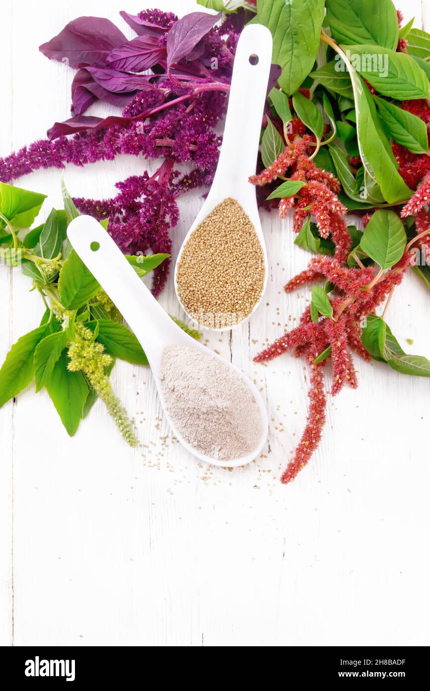 Flour and seeds amaranth in two spoons, multicolored flowers and leaves of a plant on the background of light wooden board from above Stock Photo
