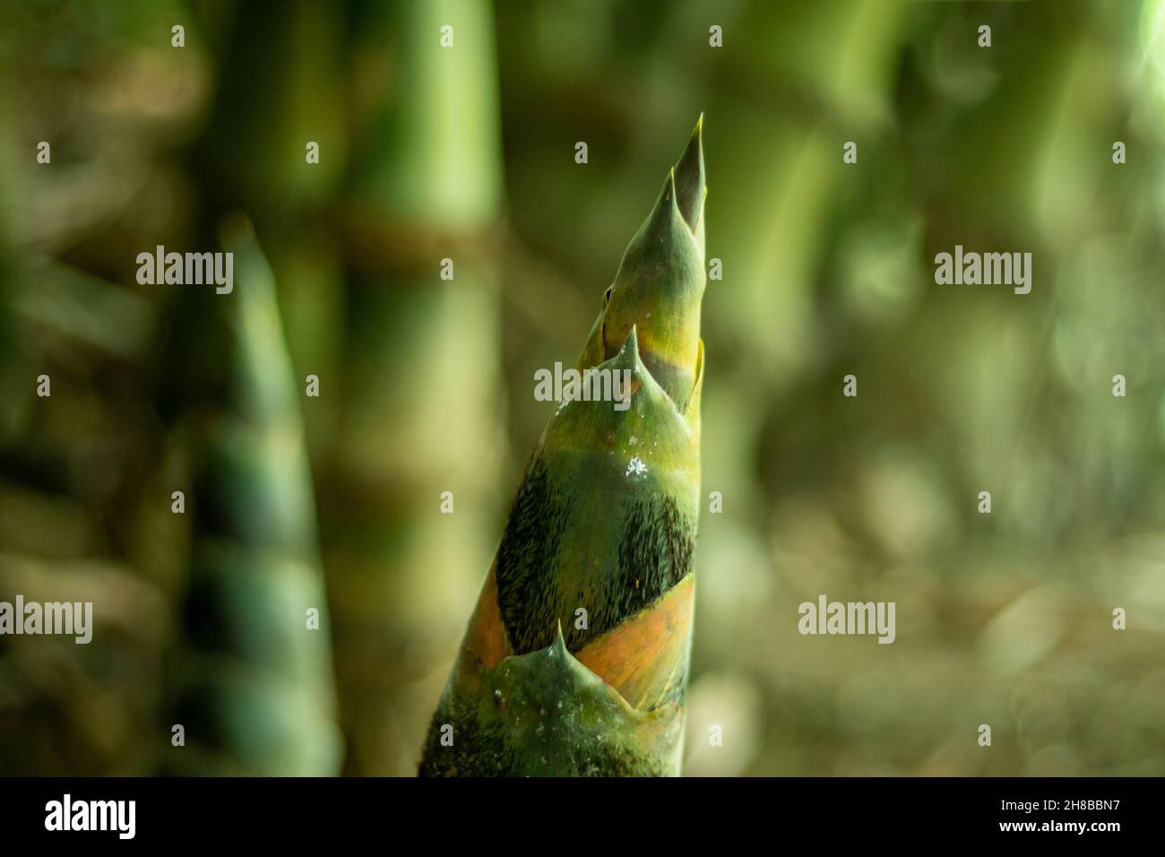 Bamboo or Bambusa spp is a versatile plant and most species can survive