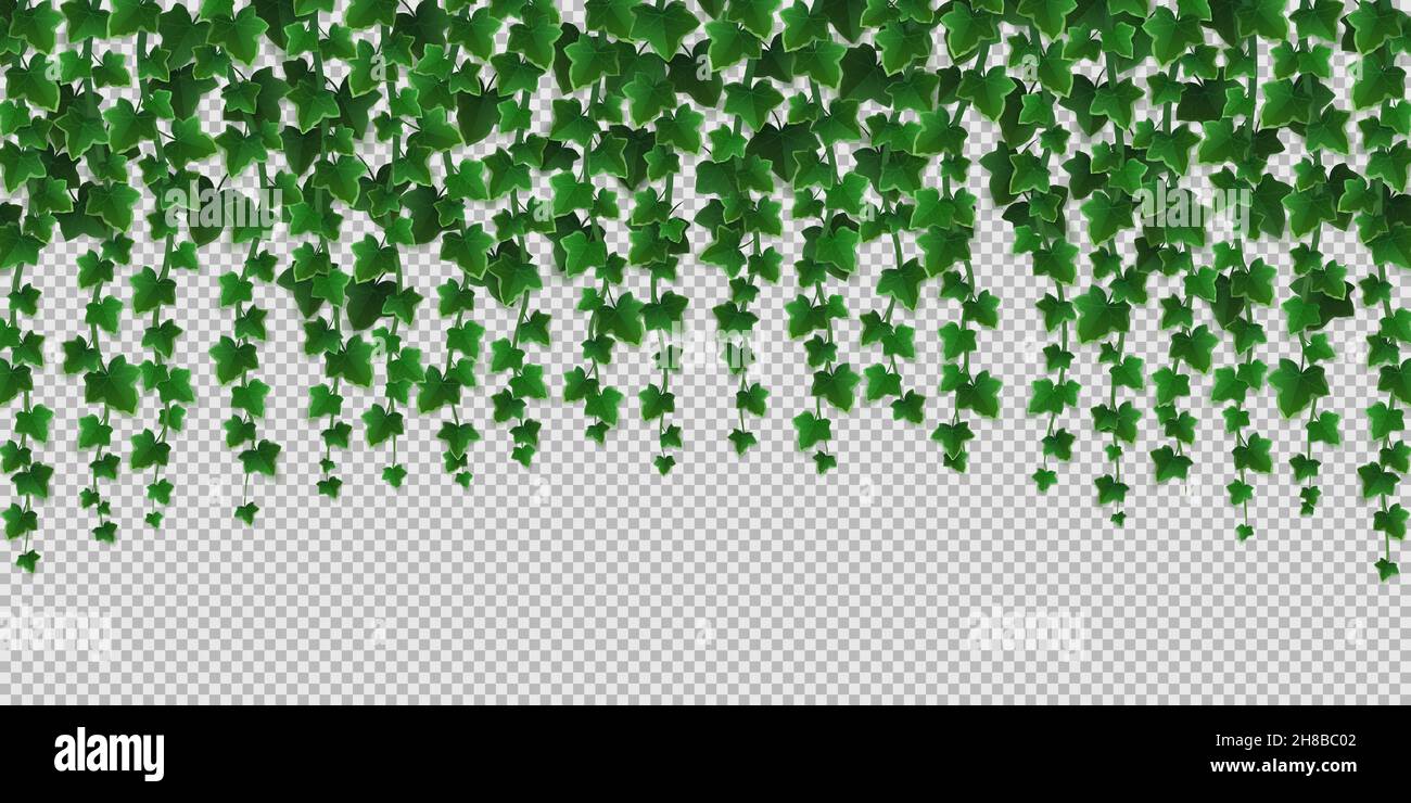 Ivy climbing vines frame, green leaves of creeper plant, botanical  decorative border design isolated on transparent background. Hedera branch  hang on garden wall, Realistic 3d vector illustration Stock Vector Image &  Art -