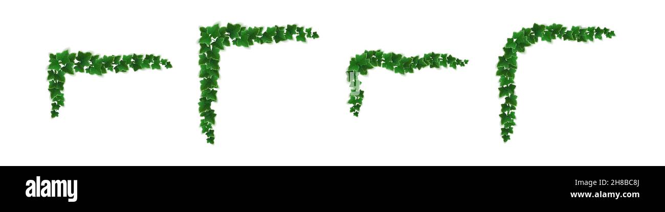 Ivy corners, climbing vine with green leaves of creeper plant for ...