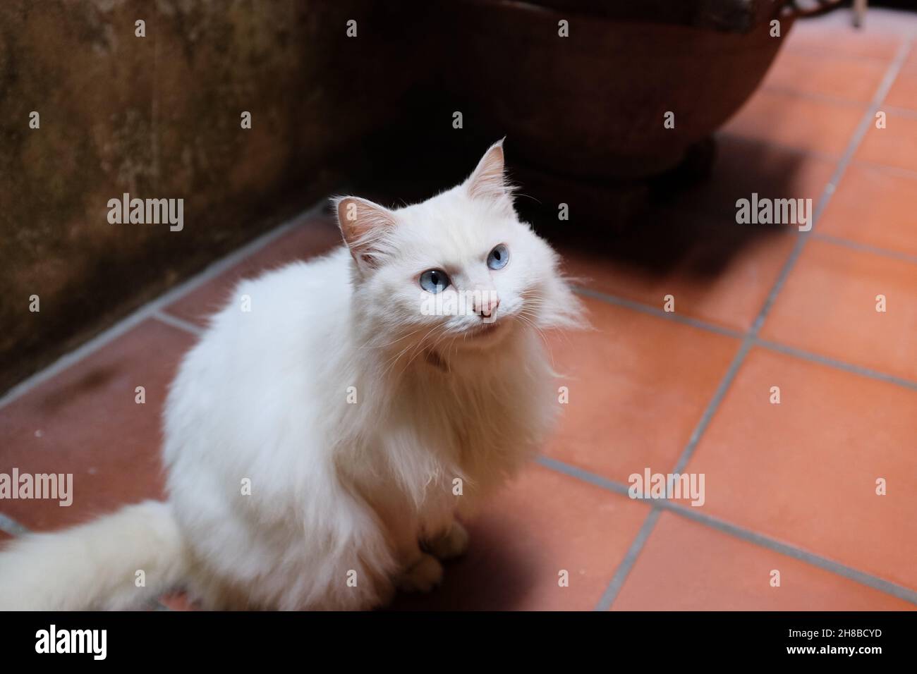 Ten year old cat Stock Photo Alamy