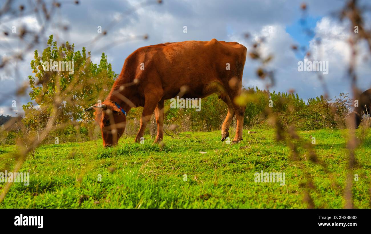 Cow on the background of sky and green grass Stock Photo - Alamy