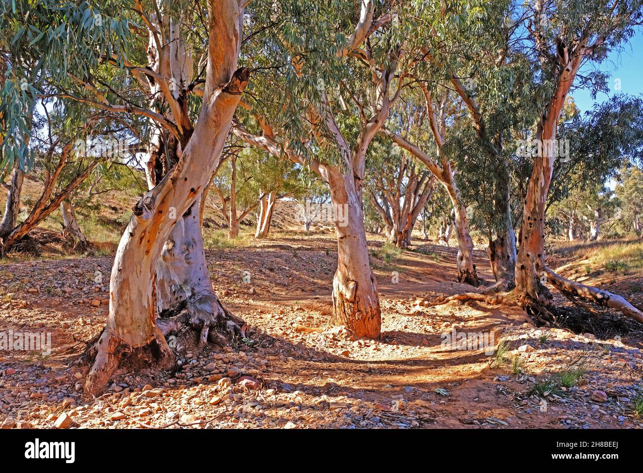 River Red Gums standing in a dry creek bed near Kanyaka Homestead Ruins in the Flinders Ranges in Australia Stock Photo