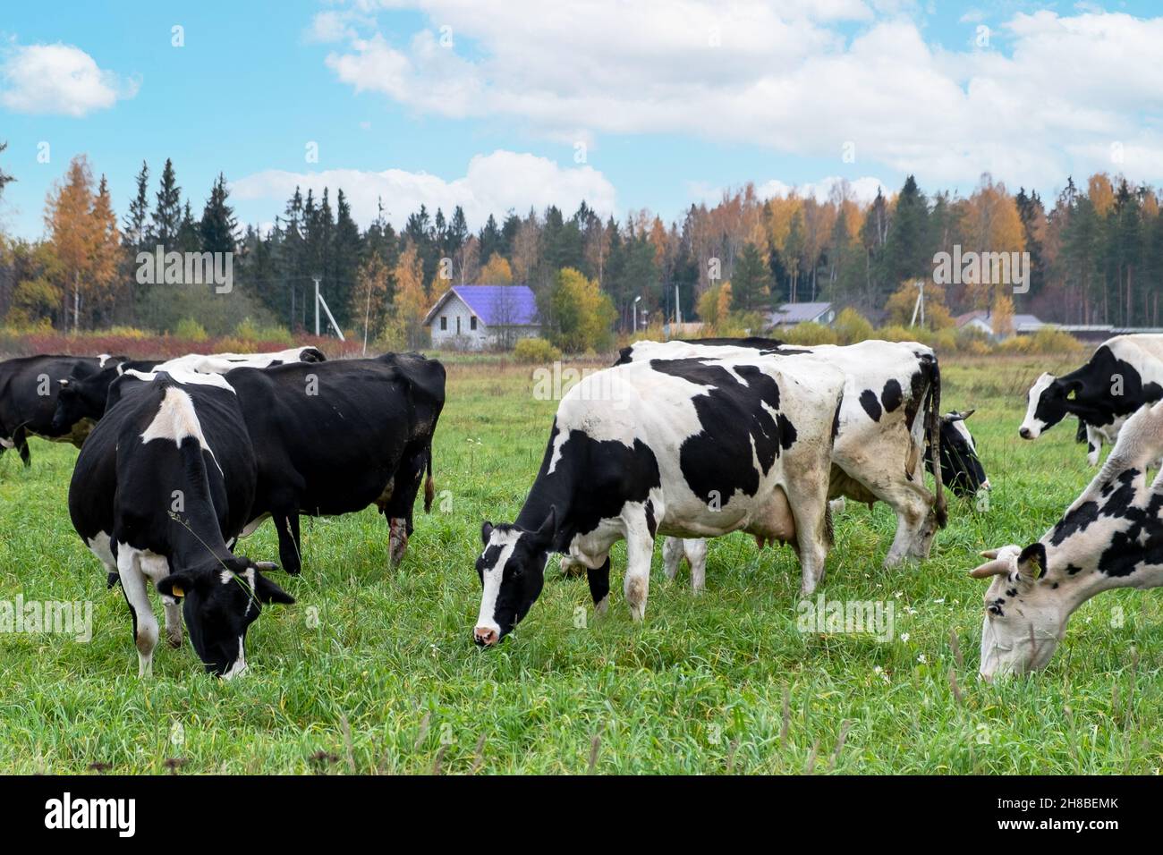 Cows graze against the backdrop of autumn trees and village buildings Stock Photo