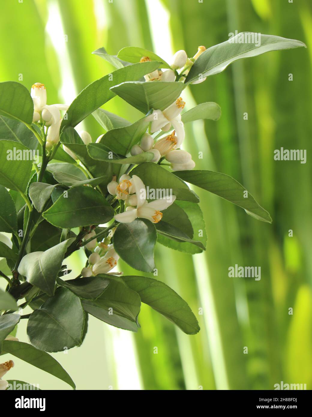 Lemon Tree Flowers High Resolution Stock Photography and Images Alamy