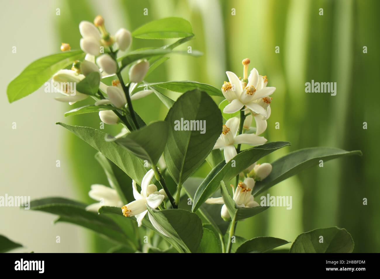 Flowers On Lemon Tree. White blooming lemon citrus pursha. Citrus