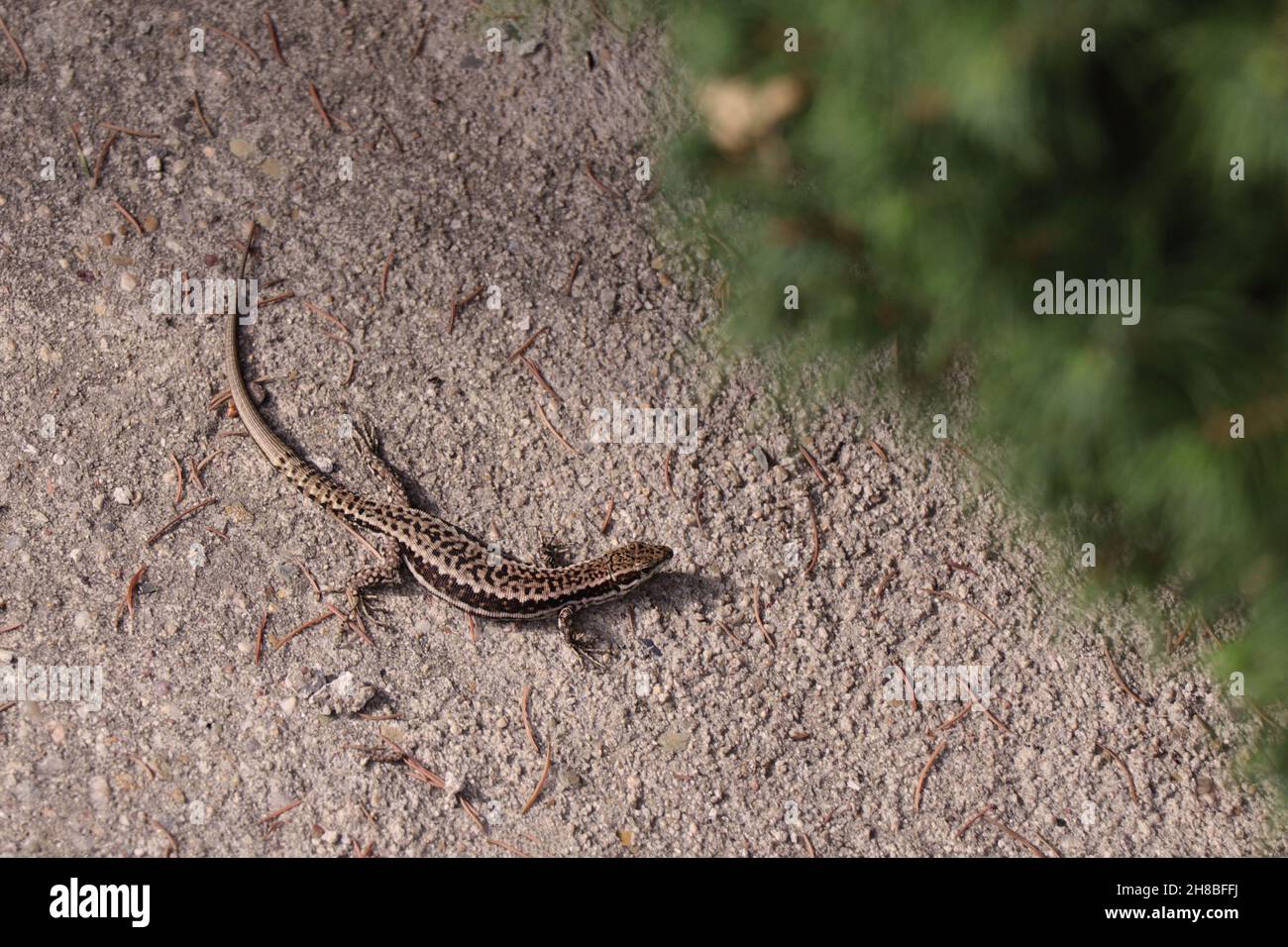 Balkan wall lizard outside on a grey flooring Stock Photo
