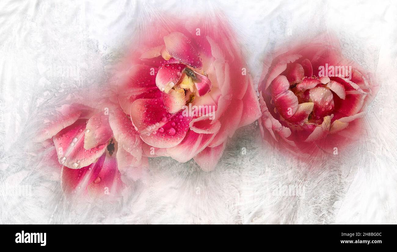 View of beautiful fluffy white pink tulip flowers bouquet through frozen window glass. Spring flowers - symbol of spring and love in hoarfrost frame. Stock Photo