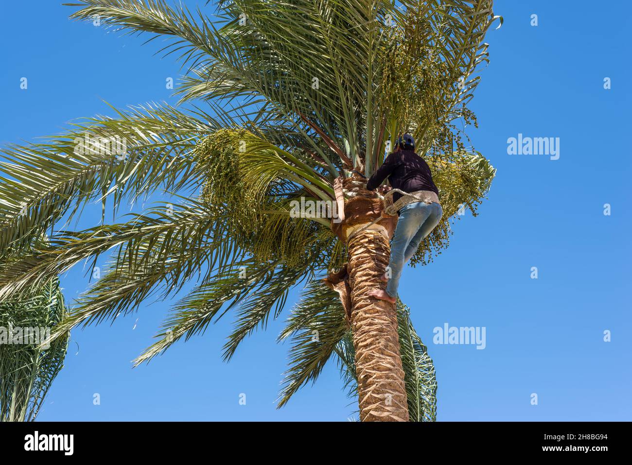 Man working at the top of a palm tree pruning the leaves helping himself with a well-used rope. Cleaning and cutting palm trees. Dangerous job. Stock Photo