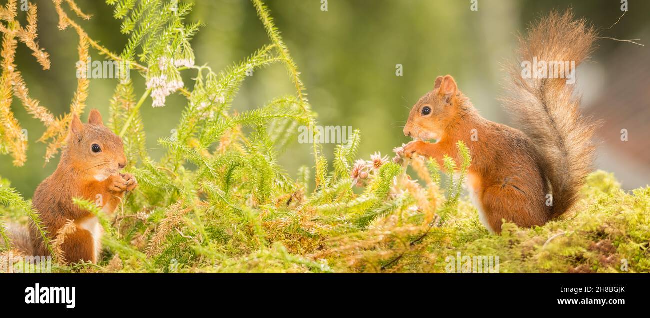 Female squirrels hi-res stock photography and images - Alamy