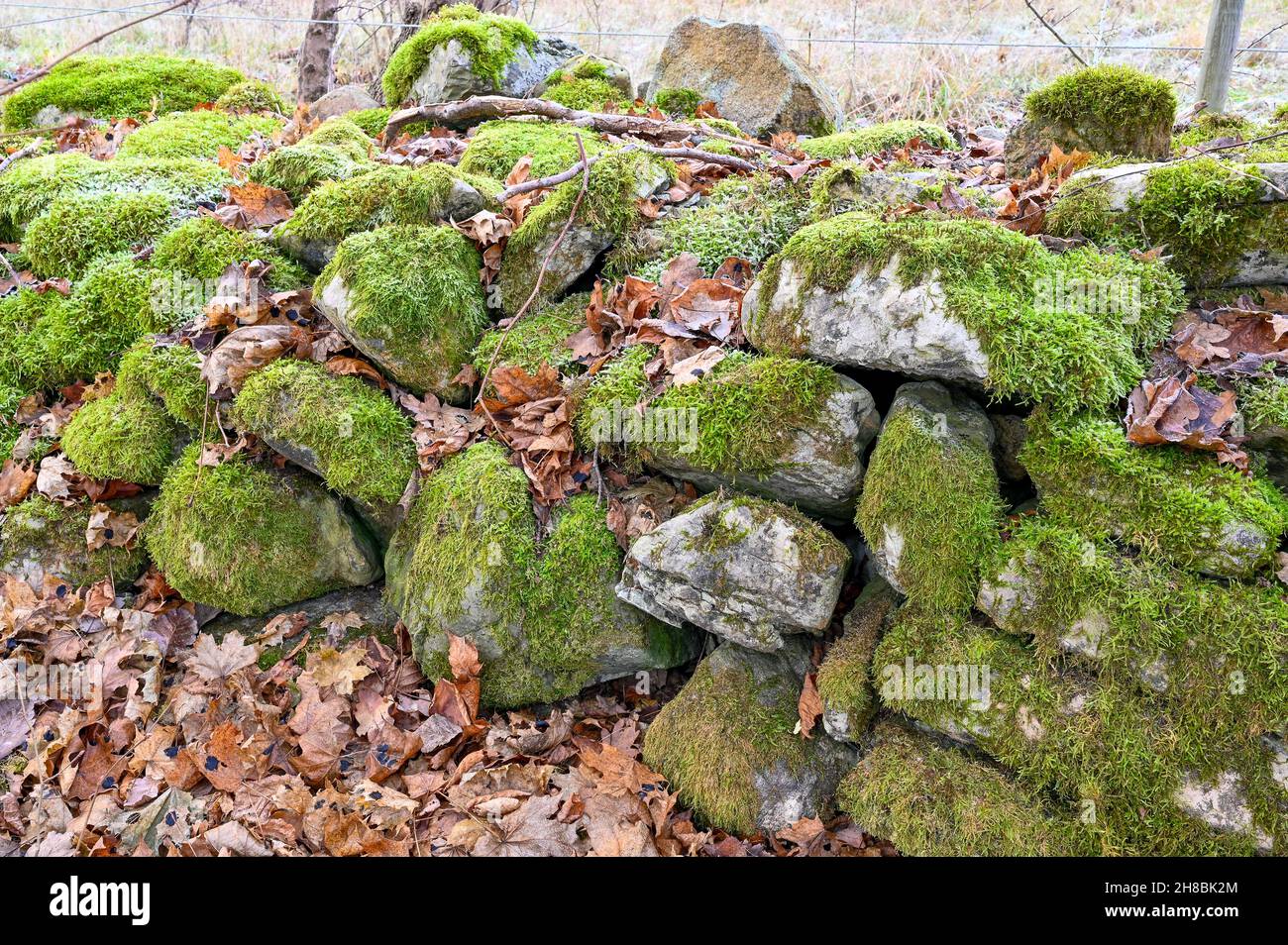 old stone wall covered in green moss Stock Photo - Alamy