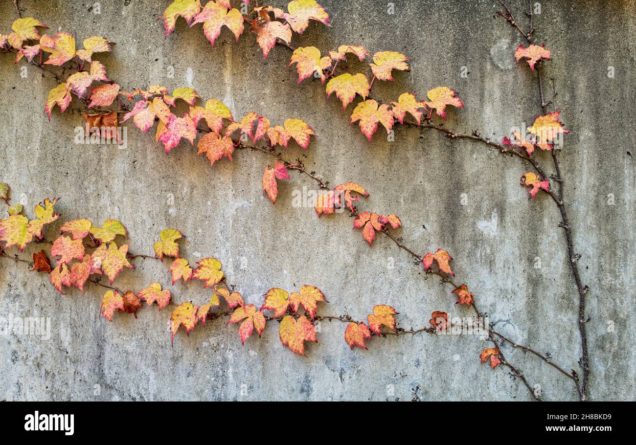 Climbing Plant Concrete Wall High Resolution Stock Photography and
