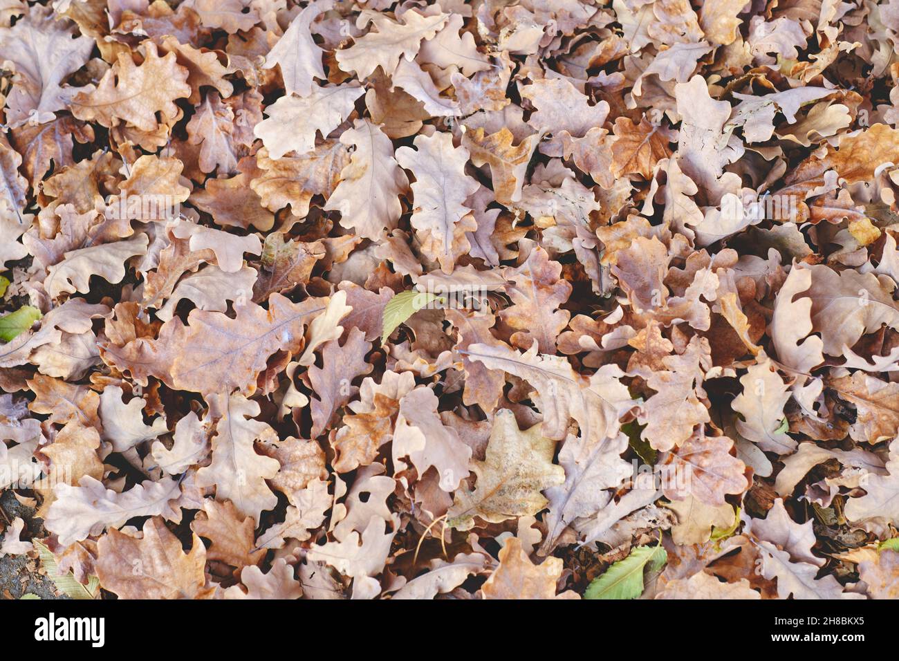 Fallen oak leaves autumn hi-res stock photography and images - Alamy
