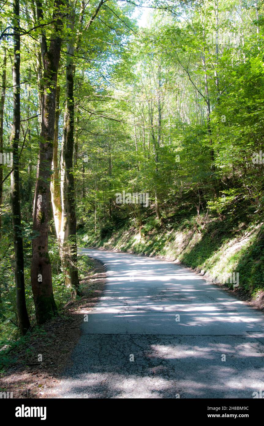 Winding forest path near Itter, Tirol, Austria Stock Photo