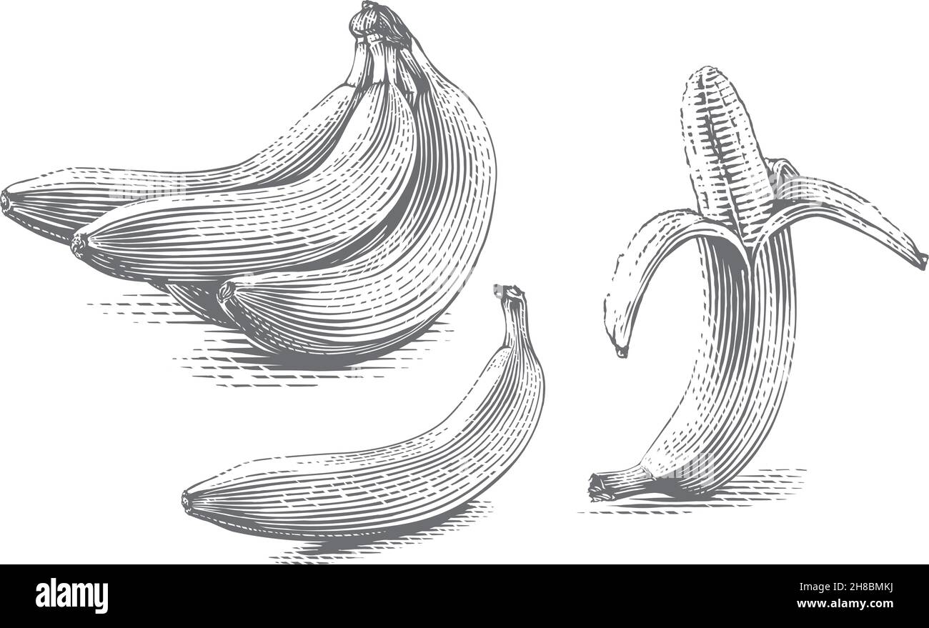 banana Hand drawing sketch engraving illustration style Stock Vector