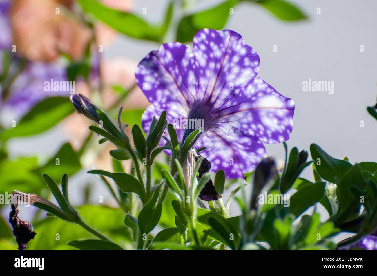 Close up of a single purple petunia flower with white spots known as Night Sky Stock Photo