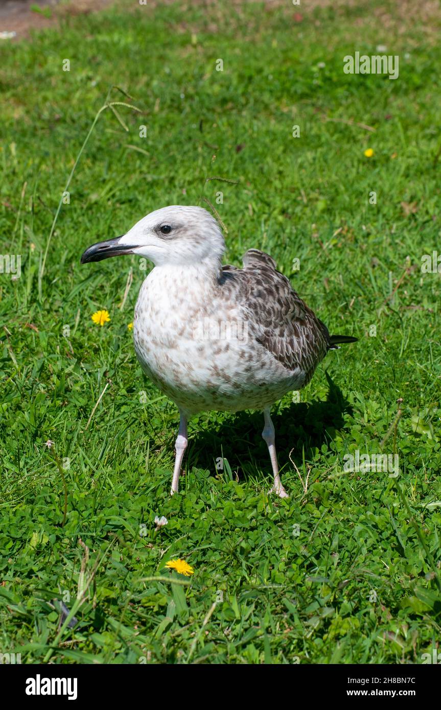 Seagull hops on the grass in an urban park in Porto, Portugal Stock Photo