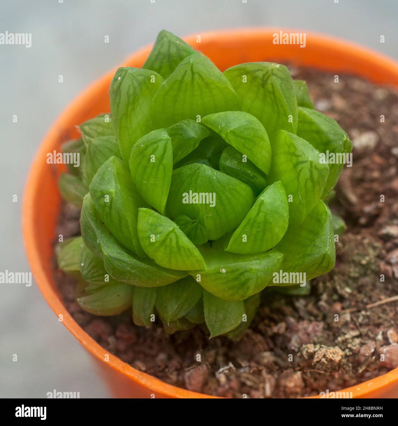 unidentified Crassula succulent with water retaining leafs Stock Photo