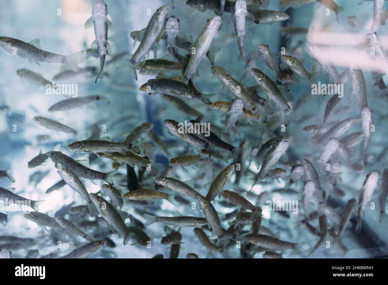 Lots of small garra rufa fish in a fish pilling aquarium or fish spa Stock Photo