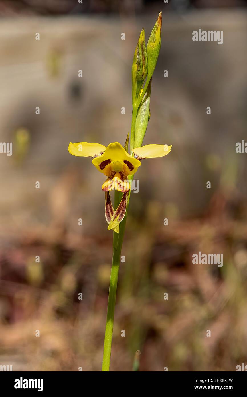 Diuris sulphurea, Hornet Orchid Stock Photo