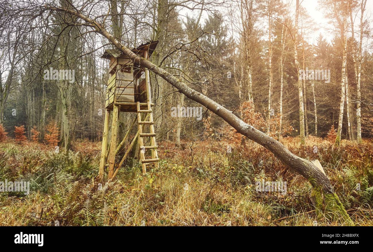 Hunting pulpit damaged by a fallen tree in a forest. Stock Photo