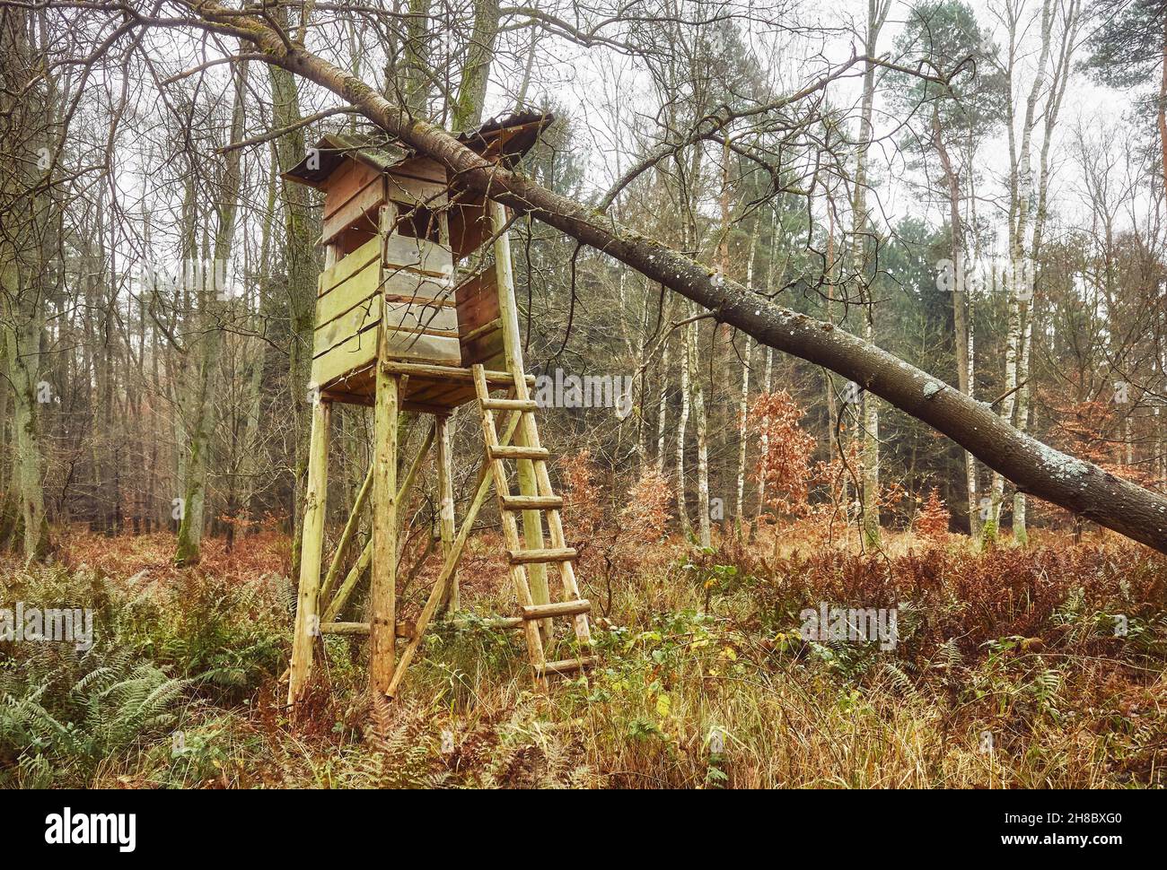 Hunting pulpit damaged by a fallen tree in a forest. Stock Photo