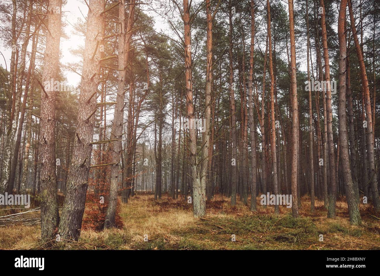 Picture of a forest in autumn, color toning applied. Stock Photo