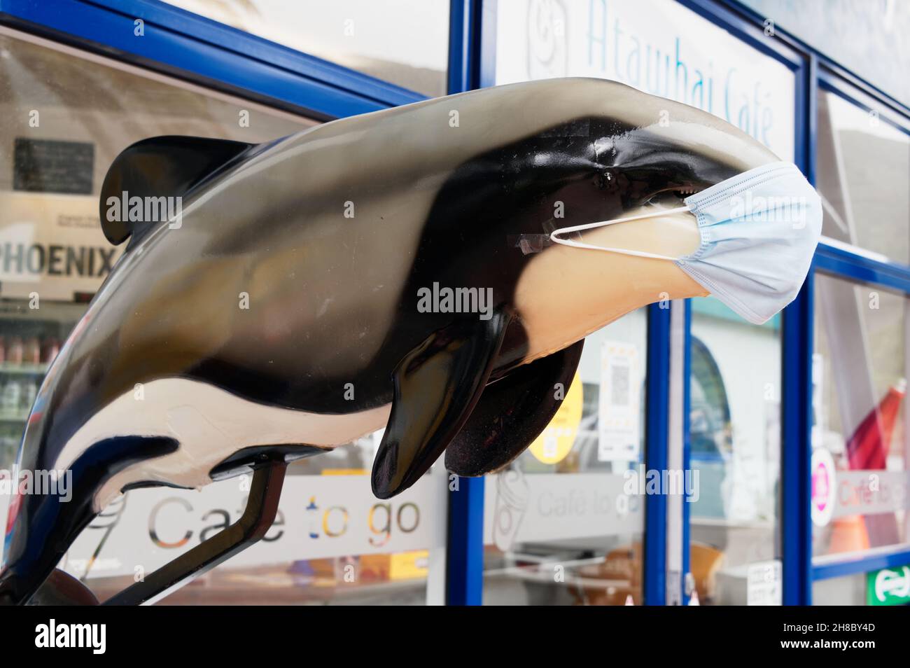 Wearing a mask helps stop the spread of Covid 19, a Hectors Dolphin model is wearing one outside an aquarium in Picton Stock Photo