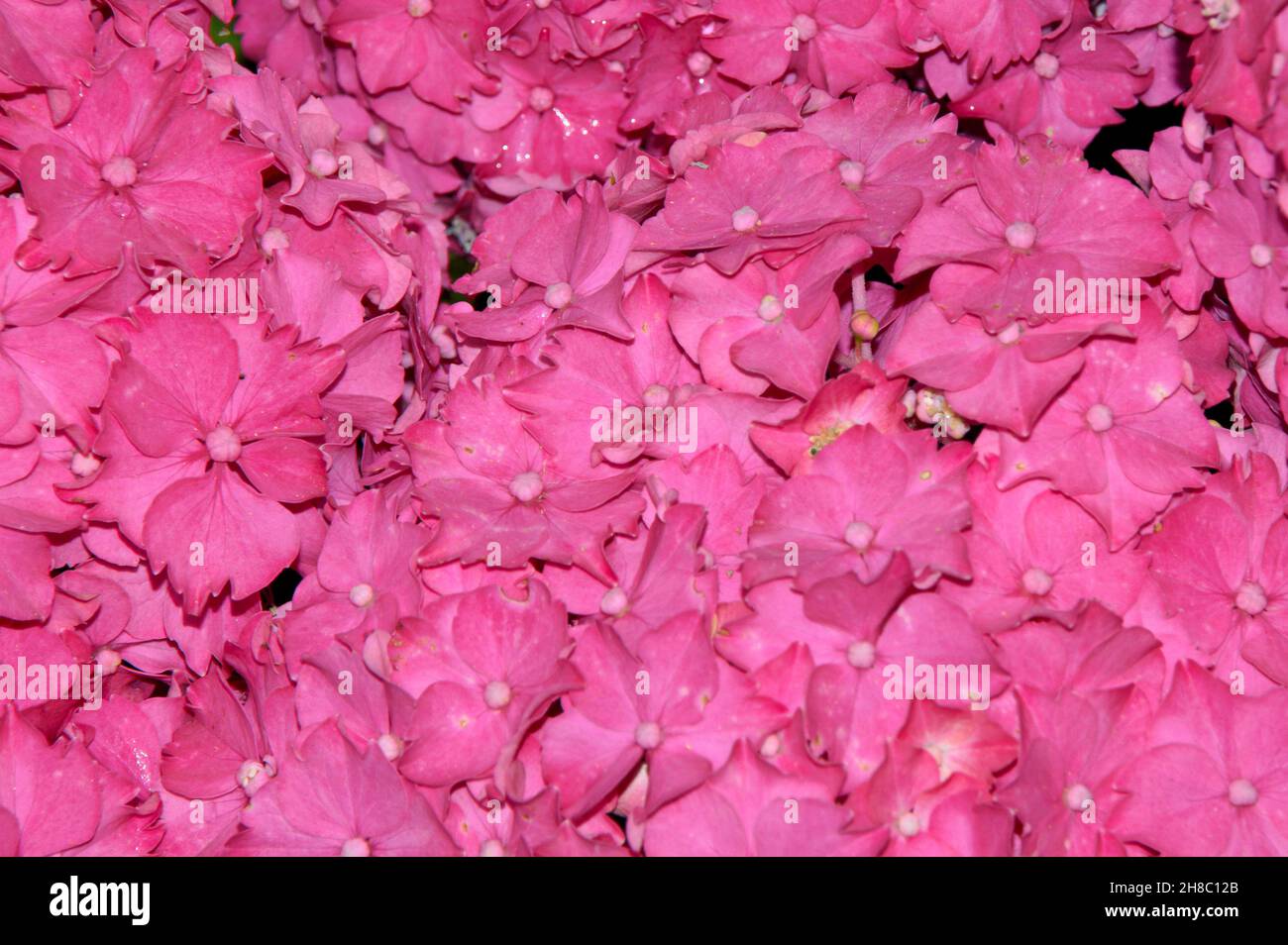 Full Frame Image of Pink Hydrangea Stock Photo - Alamy