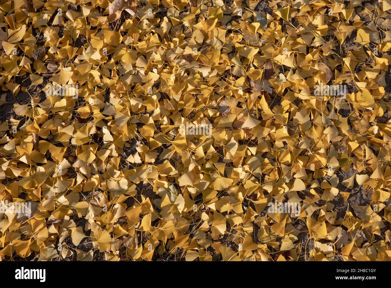Autumn foliage background, freshly fallen yellow leaves on the ground ...