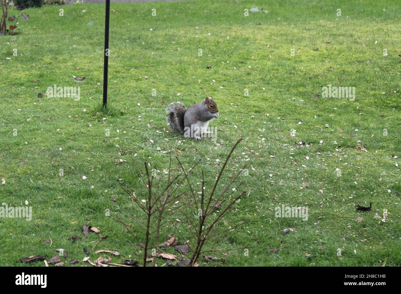 Grey squirrel latin name Sciurus carolinensis sat on grass in a uk garden eating sunflower seeds. Attracting wildlife to your garden concept Stock Photo