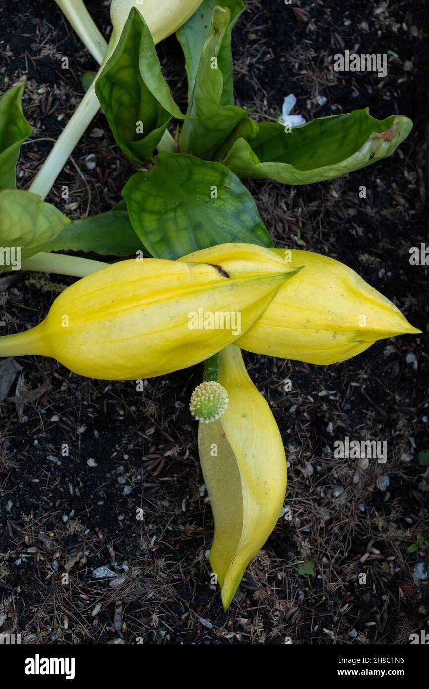 Lysichiton americanus, western skunk cabbage, yellow skunk cabbage