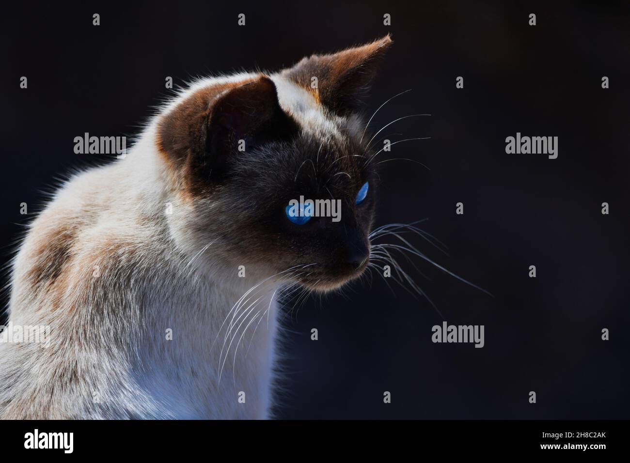 Portrait of a seal point cat with bright blue eyes. The background is dark. Lanzarote, Spain. Stock Photo