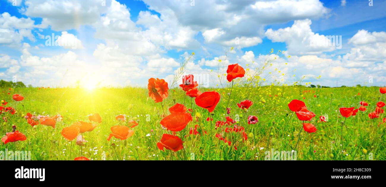 Panoramic landscape nice sunset over spring poppy field and blue sky. Stock Photo
