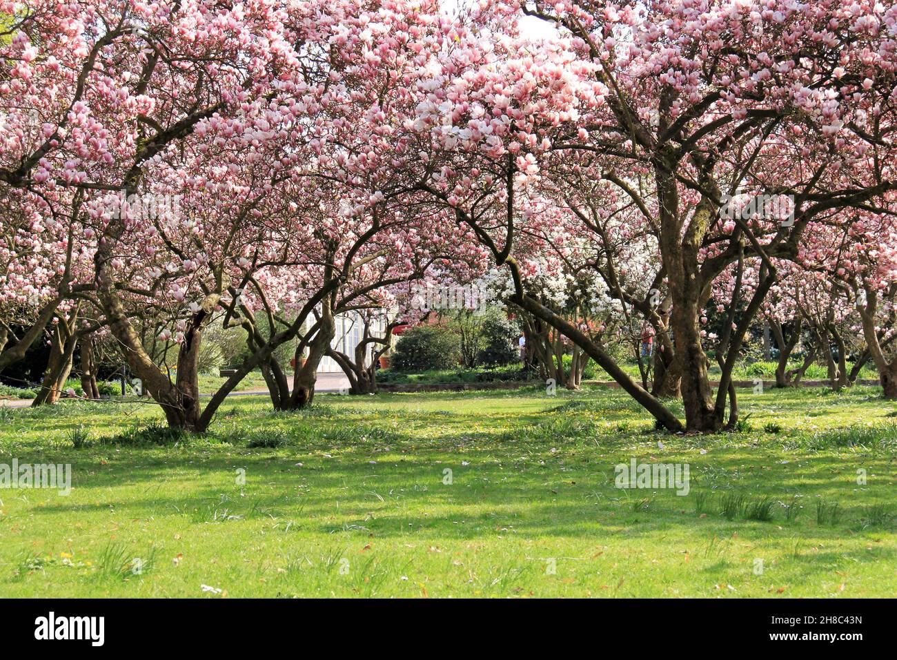 beautiful flowering magnolia trees in a park Stock Photo - Alamy