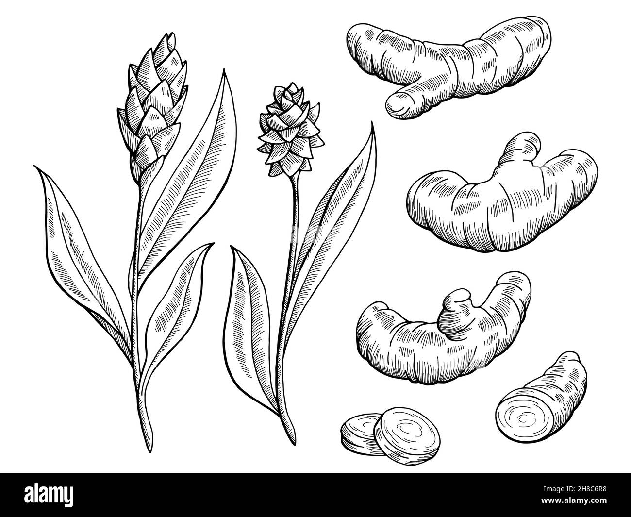 Root of turmeric Stock Vector Images Alamy