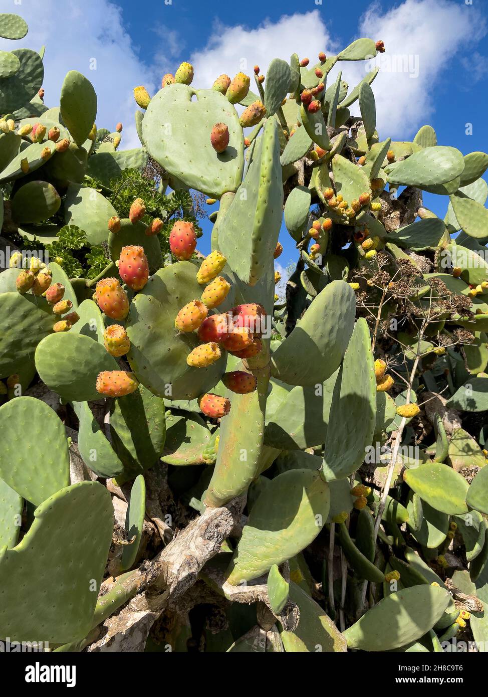 Echter Feigenkaktus mit Früchten (Opuntia ficus-indica), Insel Gozo, Malta, Europa Stock Photo