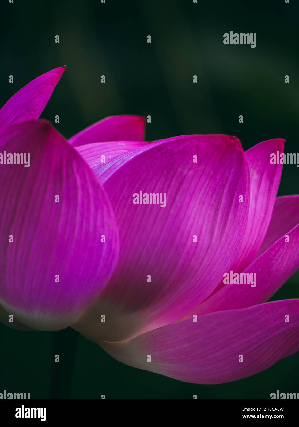 Petals of a pink water lily. Stock Photo