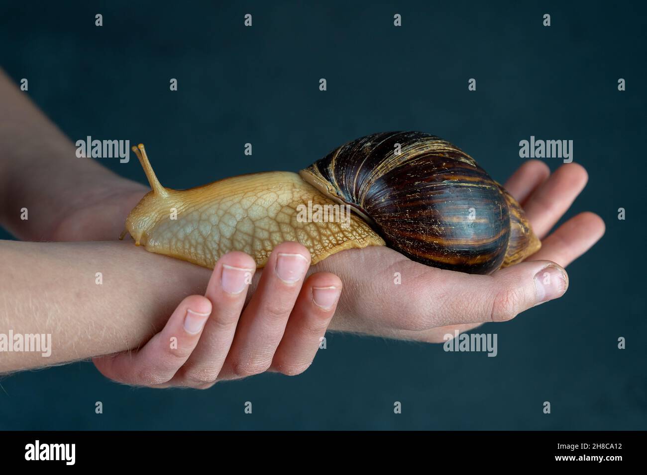 Snail Sutra: Unleash Your Inner Desires with the Giant African Land Snail