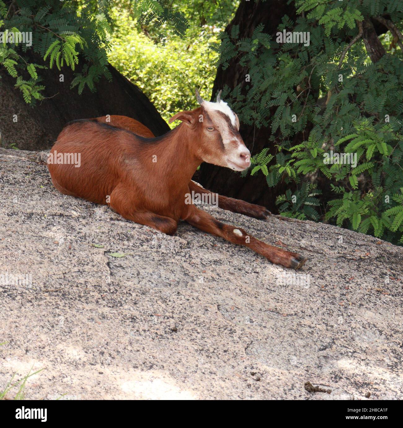 A goat sits on top of a rock in the shade of a tree Stock Photo