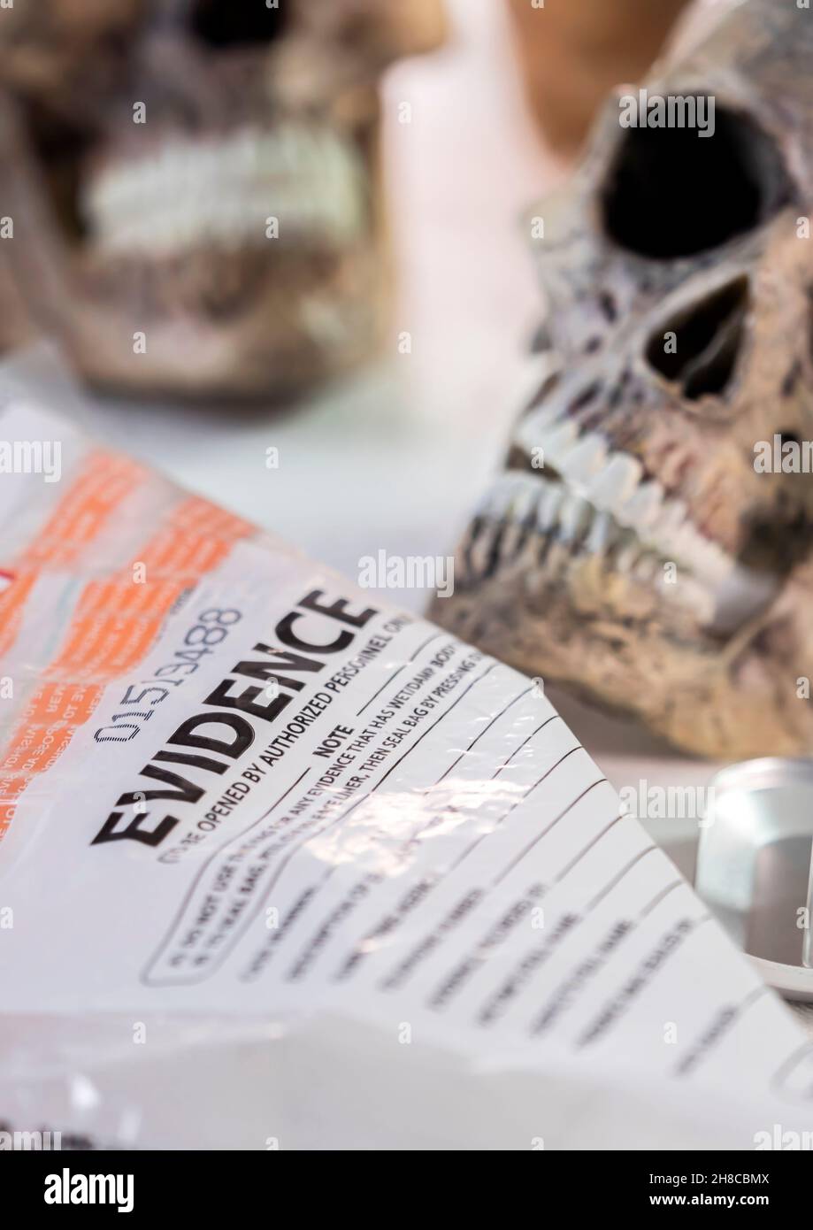 Skull of adult human next to an evidence bag in forensic laboratory, conceptual image. Stock Photo