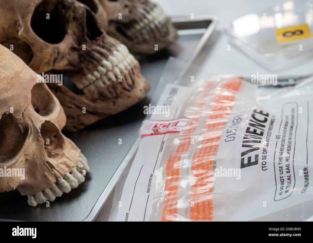 Evidence bag with human lskull in forensic lab murder investigation, conceptual image Stock Photo