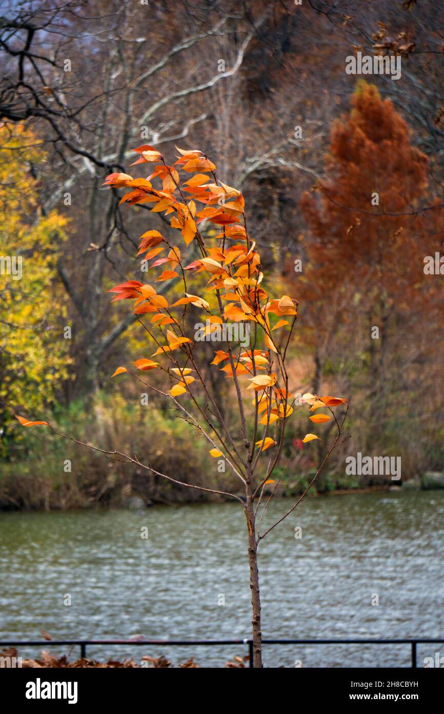Windy tree leaves hi-res stock photography and images - Alamy